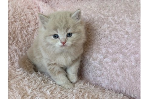 販売中の三重県のスコティッシュフォールド(折れ耳)-117418の4枚目